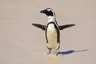 Billiard penguin