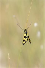 Eastern butterfly moth