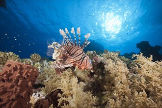 Lionfish over Coral Reef