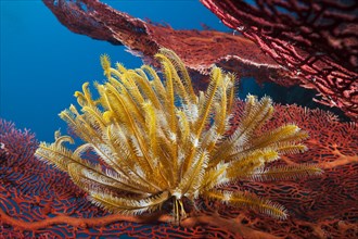 Yellow feather star on gorgonian