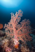 Klunzinger's Soft Coral