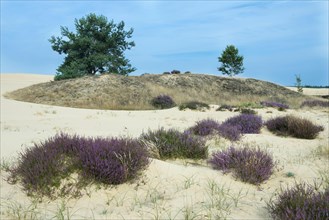 Common Heather