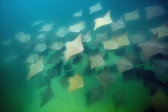 School of the Pacific nose ray