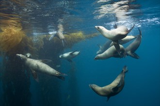 California sea lions