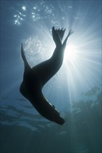 California sea lion