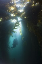 Scuba Diving in Kelp Forest