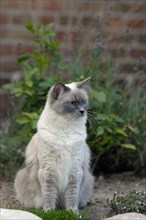 Ragdoll cat in garden