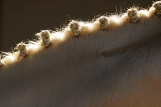 Detail of a braided horse mane
