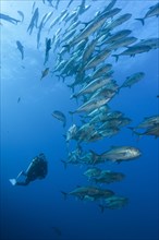 Scuba Diver and Shoal of Bigeye Trevally