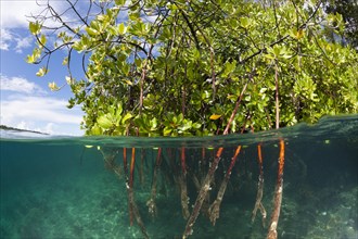 Stilt roots of a mangrove tree