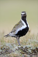 European golden plover