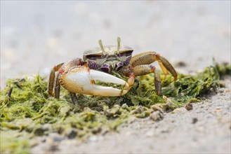 Male European fiddler crab