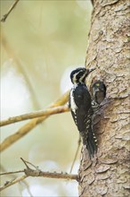 Three-toed Woodpecker