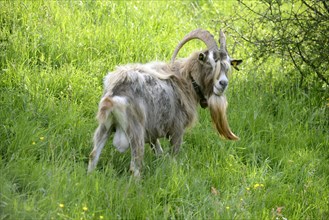 Thuringian forest goat