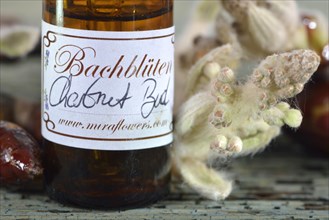 Bach Flower remedy chestnut bud