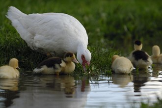 Native muscovy duck with ducklings