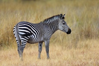 Crawshay's zebra