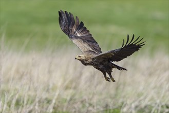 Female Lesser spotted eagle
