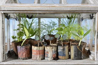 Various herbs in small greenhouse