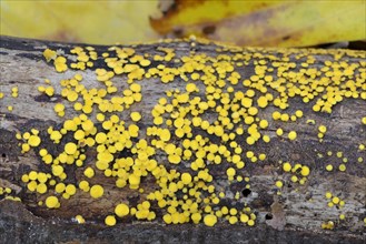 Bisporella citrina s