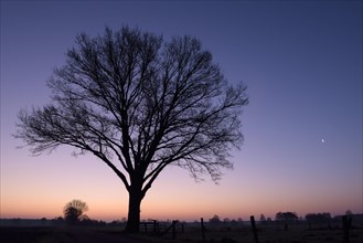 Single tree at dawn