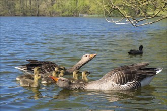 Greylag geese