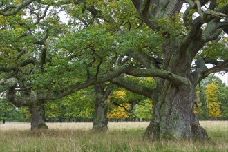Old Oak