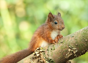 Squirrel