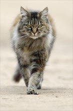 Norwegian Forest Cat