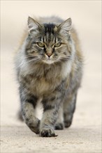 Norwegian Forest Cat