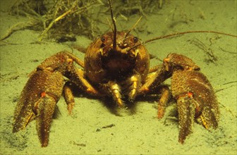 European Crayfish