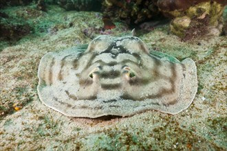 Eye spotted round ray