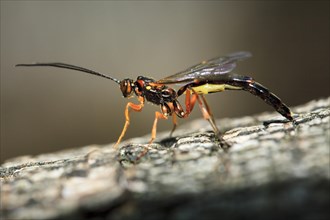 Ichneumon fly lays eggs in tree bark