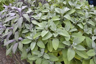 Sage