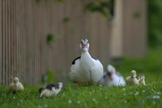 Native muscovy duck with ducklings
