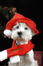 West Highland White Terrier with Nicolas cap and scarf