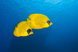 Pair of masked butterflyfish