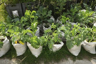 Kale planted in rice bags