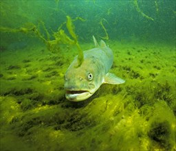 Danube salmon