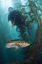 Scuba Diver and Kelp Bass