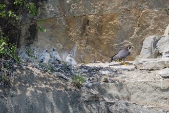 Peregrine falcon Falcon