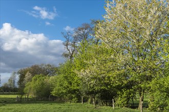 Blooming hedgerow landscape