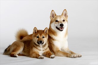 Shiba-Inus