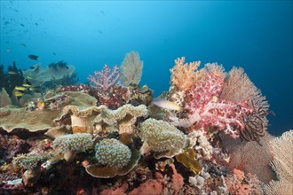 Species-rich coral reef