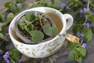 Cup of ground ivy tea