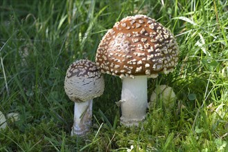 Royal fly agaric