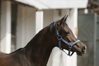 Arabian thoroughbred