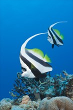 Pair of bannerfish