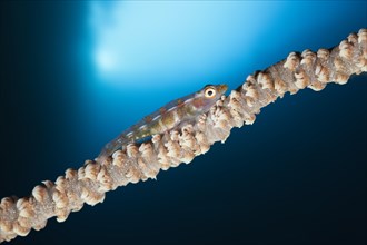 Whip coral dwarf goby