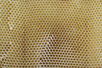 Artificial and emty honeycomb